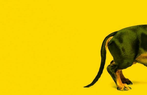Una cola de un perro para explicar las ventajas de utilizar palabras clave de cola larga.